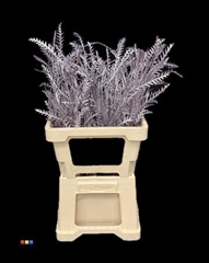 Grevillea Ivanhoe Metallic Light Purple
