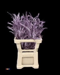 Grevillea Ivanhoe Metallic Purple