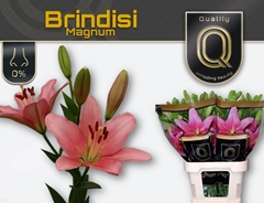 Li La Brindisi 85cm 55+