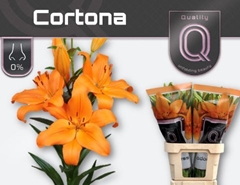 Li La Cortona 85cm 45+
