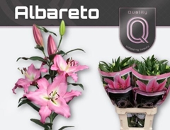 Li Ot Albareto 90cm 30+