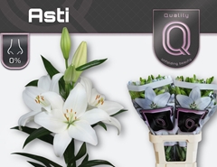 Li La Asti 95cm 55+