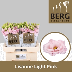 Eus G Lisanne L Pink 70cm