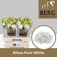 Eus G Alissa Pur Whi 70cm