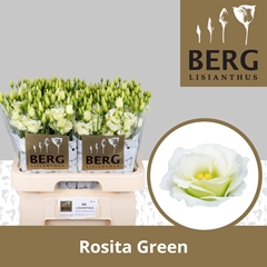 Eust G Rosita Green 70cm