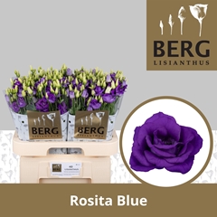 Eust G Rosita Blue 70cm