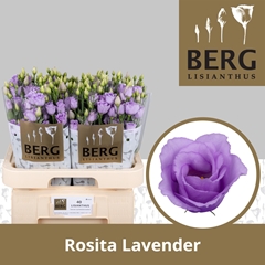 Eust G Rosita Lavender 70cm