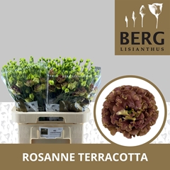 Eus G Rosan Terracot 70cm