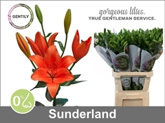 Li La Sunderland 90cm 55+