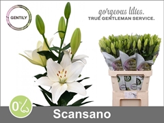 Li La Scansano 90cm 45+