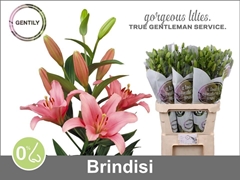 Li La Brindisi 90cm 45+