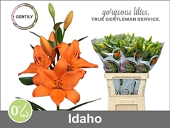 Li La Idaho 90cm 55+