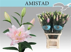 Li Or Du Amistad 105cm 51+