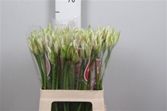 Ne Bo Bianca Perla 60cm