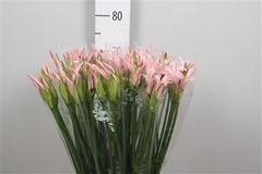 Ne Bo Sofie 70cm