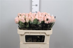 R Gr Pomarosa 70cm