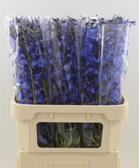 Delph En Deldon Blue 80cm 23
