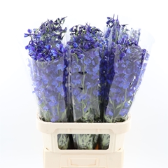 Delph En Deldon Blue 90cm 23