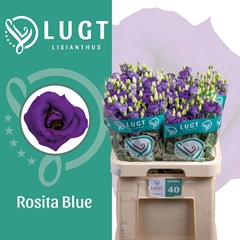Eust G Rosita Blue 70cm