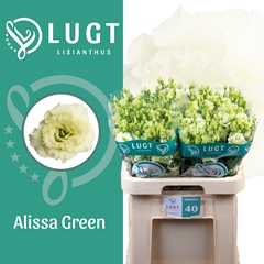 Eust G Alissa Green 70cm