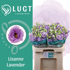 Eus G Lisanne Lavend 70cm