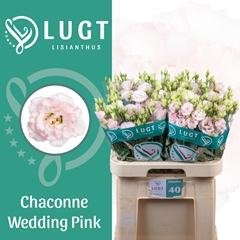 Eus G Chac Wed Pink 70cm