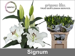 Li Or Signum 95cm 55+