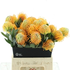 Leuco Soleil 40cm