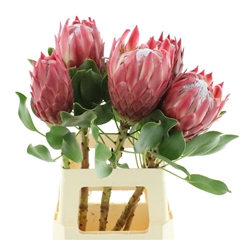 Protea Red Rex 70cm