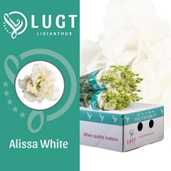 Eust G Alissa White 70cm