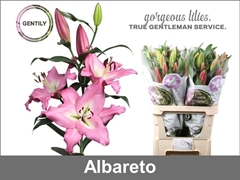 Li Ot Albareto 90cm 45+
