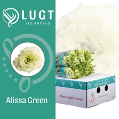 Eust G Alissa Green 70cm