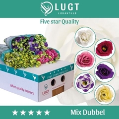 Eust G Gem In Fust 65cm