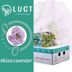 Eus G Alissa Lavende 70cm