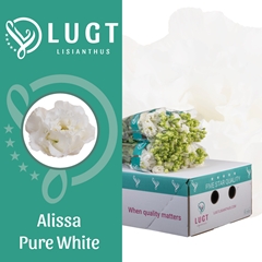 Eus G Alissa Pur Whi 70cm