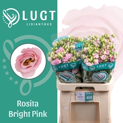 Eus G Rosi Bright Pi 70cm
