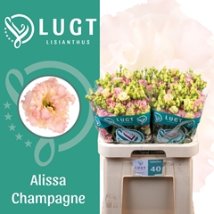 Eust G Alissa Champ 70cm