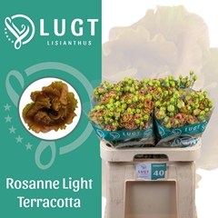 Eus G R L Terracotta 70cm