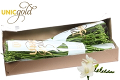 Fr En Ambiance 54cm 20gram 13