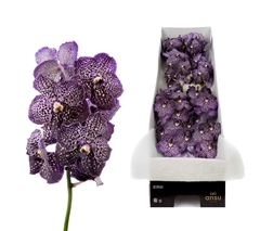 Vanda Su Jeff Leatha 25cm