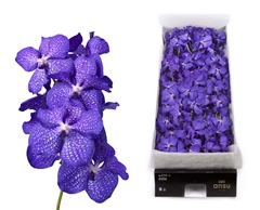 Vanda Blue Magic 30cm