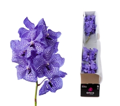 Vanda Kan Delft Blue 20cm