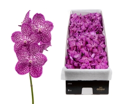 Vanda Su Lipstick 25cm