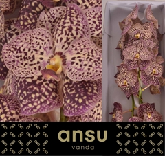 Vanda Su Oce Sangria 25cm