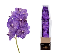 Vanda Su Blueb Smoot 20cm