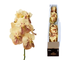 Vanda Su Yel Henna 20cm