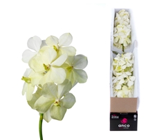 Vanda Tayanee White 20cm