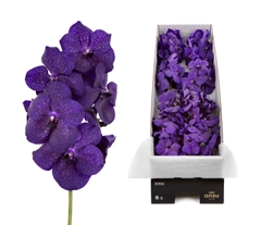 Vanda Tayan M D Blue 25cm