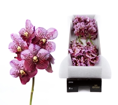 Vanda Di Pink Mahoga 30cm