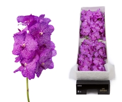 Vanda Ni Rosy 200cm